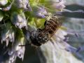 Coelioxys sp.